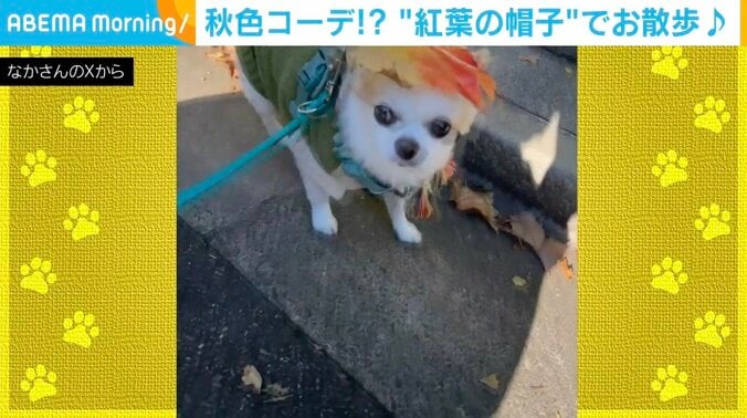 チワワのいずも丸くん