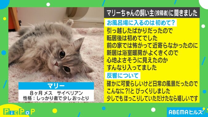 つり革持って寝てるのと同じ？ 風呂を覗きに来た猫のまさかの姿が「可愛すぎる」と話題に 2枚目