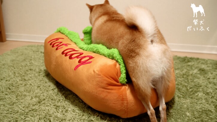 これぞリアルホットドッグ！ 柴犬だいふく「僕もホットドッグになれるかな」