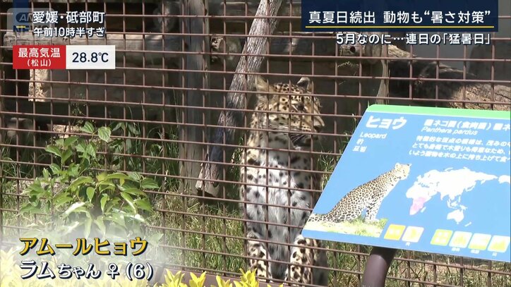 アムールヒョウのメス、“ラムちゃん”