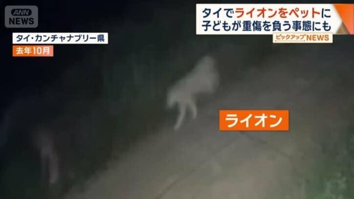 逃げる子どもを追いかけるライオン