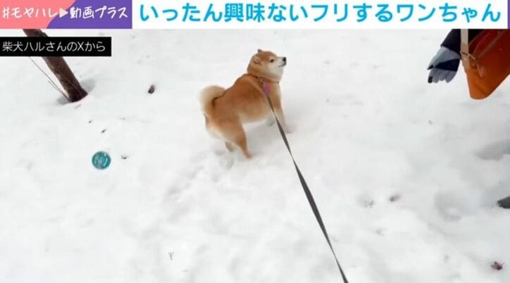 柴犬のハルちゃん