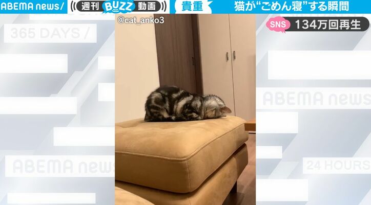 はじめて見た！眠気でウトウト… 猫が「ごめんね」するように眠ってしまった瞬間が可愛すぎると話題に