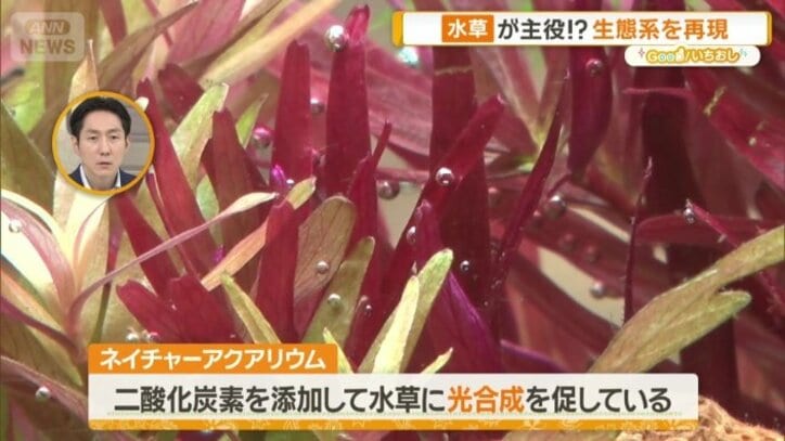 ネイチャーアクアリウム