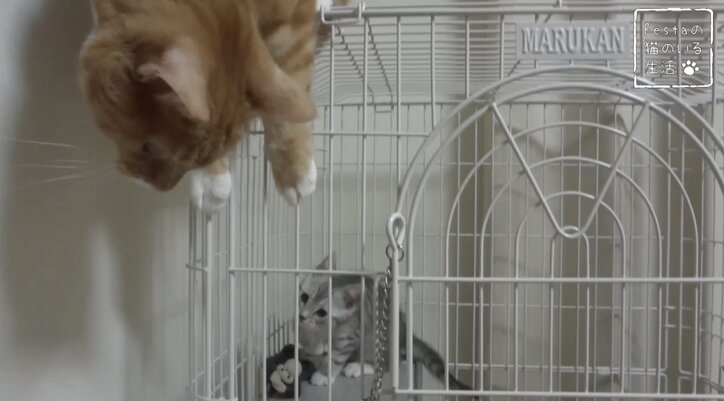 猫「お姉ちゃんって呼んでもいい…？」 姉妹のドキドキ10日間を放送決定