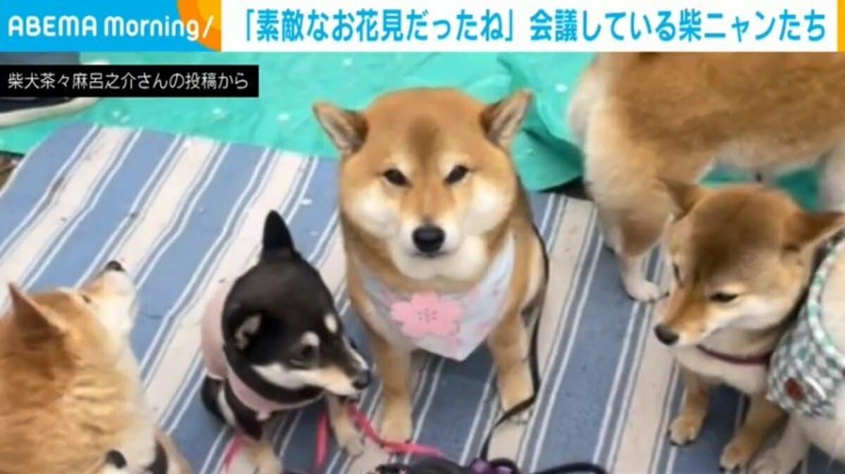 楽しいお花見だったね」11匹の柴犬と1匹の猫が会議中？仲良くお