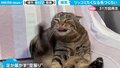 毛繕いの途中に舌を“ペロッ” 猫の思わぬ仕草に「笑いを堪えられなかった」