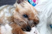 保田圭が15歳10ヶ月の愛犬 ヨークシャテリアのティアラとのお別れを報告 話題 Abema Times