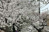 薬丸裕英『入園式』