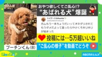 【映像】おやつ欲しさに激しく"あばれる犬"