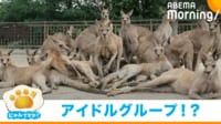 【映像】オオカンガルーの見事なフォーメーション（全体図）