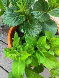 小川菜摘『小さな幸せ』