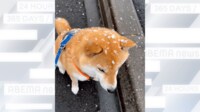 【映像】一点見つめ「揚げパンを目指す犬」