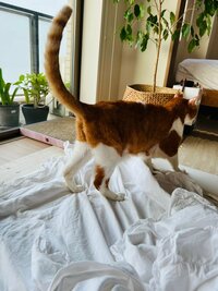 松居直美『しっぽを上げて』