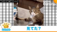 【映像】起きるのが面倒くさい？“ぐうたら”な猫