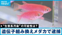【映像】1匹の“光るメダカ”でバイオハザード？ ゼロからわかる「遺伝子組み換え」と「カルタヘナ法」