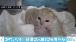 “砂漠の天使”スナネコの赤ちゃんの公開がスタートへ 那須どうぶつ王国