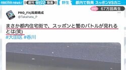 スッポンとカニが戦う貴重な映像がかっこいいと話題 「まさか都内住宅街で」