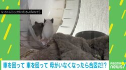デグーの子どもが回し車に奮闘も…まさかの“回らない理由”に「職場で爆笑しそうになった」と笑いの渦に包まれる