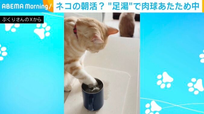 猫のポッケくん