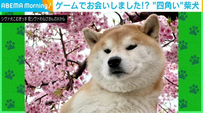 柴犬「こむぎ」くん