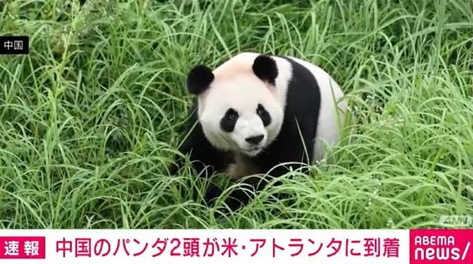 パンダ