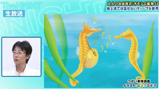 オスが出産する？タツノオトシゴの不思議な生態 2枚目