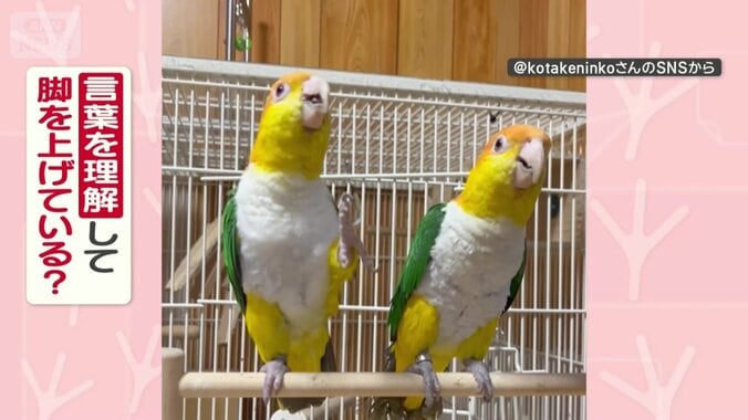 言葉を理解してる？