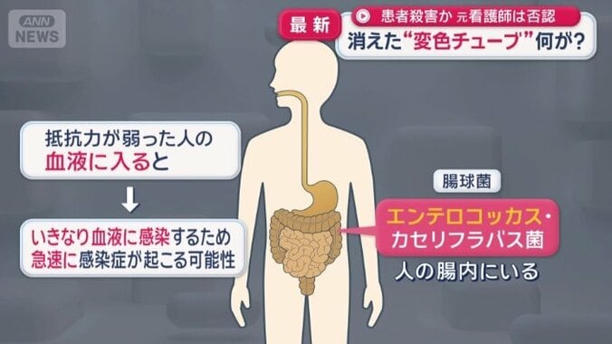 エンテロコッカス・カセリフラバス菌