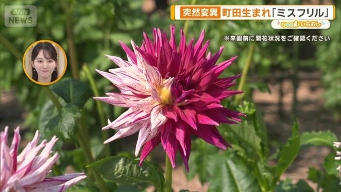 突然変異による不思議な花