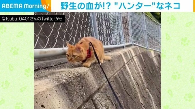 塀の上で姿勢を低くする猫 飼い主が慌てて引き止めた“狩猟本能”に「狙いがくノ一」「自衛隊かと」と反響 1枚目