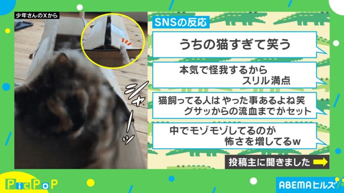 愛猫が“ワニのおもちゃ”のように飛び出す姿