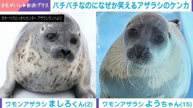 ワモンアザラシ