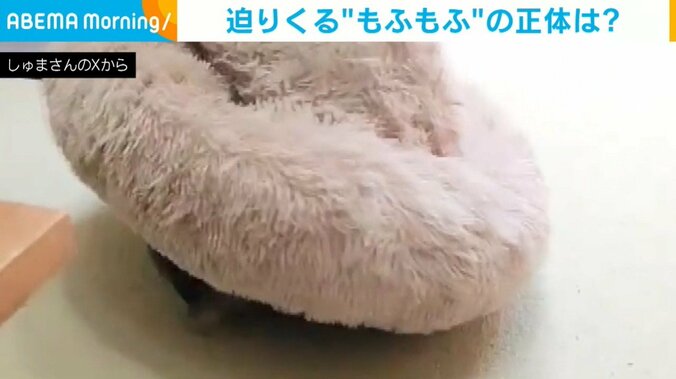 ペキニーズ・朱鞠くん（7歳）