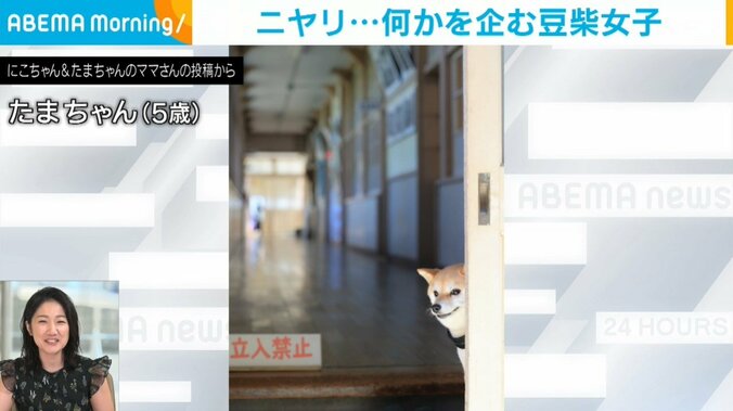 豆柴のたまちゃん（5歳）