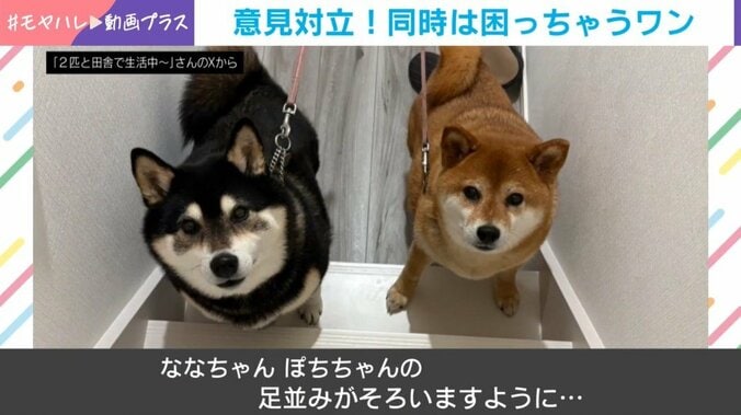 ぽちちゃんとななちゃん