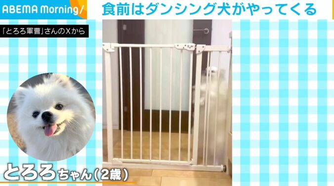 ポメラニアンのとろろちゃん