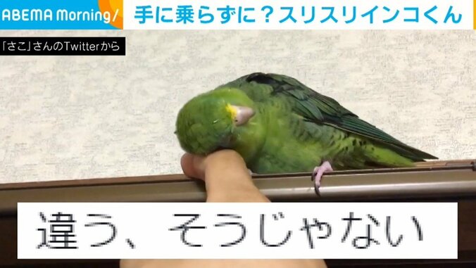 飼い主の指に頭をスリスリするインコ ケージに帰りたくないアピール？“あざと可愛い仕草”に悶絶の声 1枚目