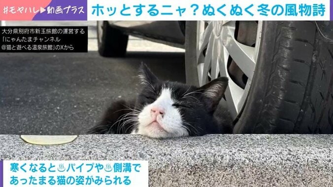 地域猫