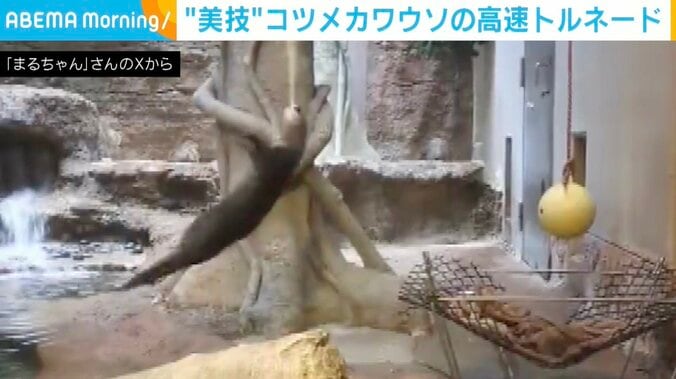 コツメカワウソの風くん