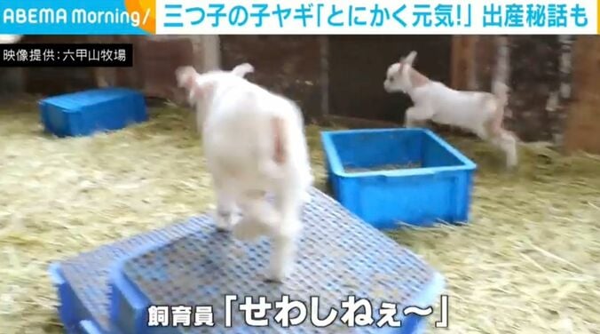 三つ子の子ヤギ