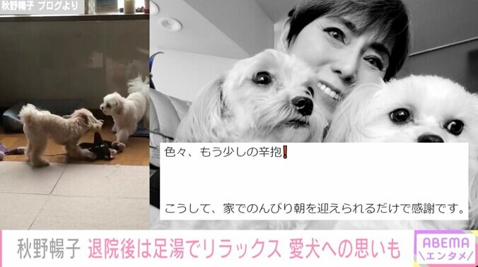 秋野暢子、免疫低下で離れて暮らす愛犬への想いをつづる「色々、もう少しの辛抱！」 1枚目