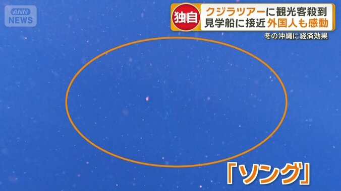 ザトウクジラのオスだけが出す鳴き声「ソング」