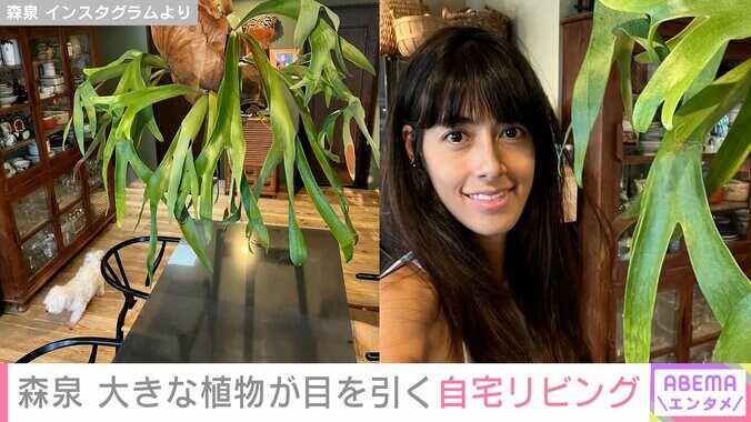 森泉の自宅リビング