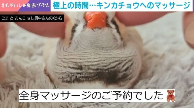 ジャンボキンカチョウのこぐまくん