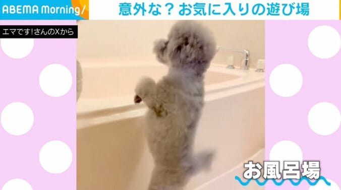 トイプードルのエマちゃん