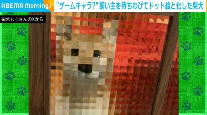 柴犬のももちゃん