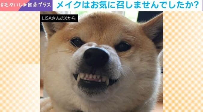 柴犬・おみつくん