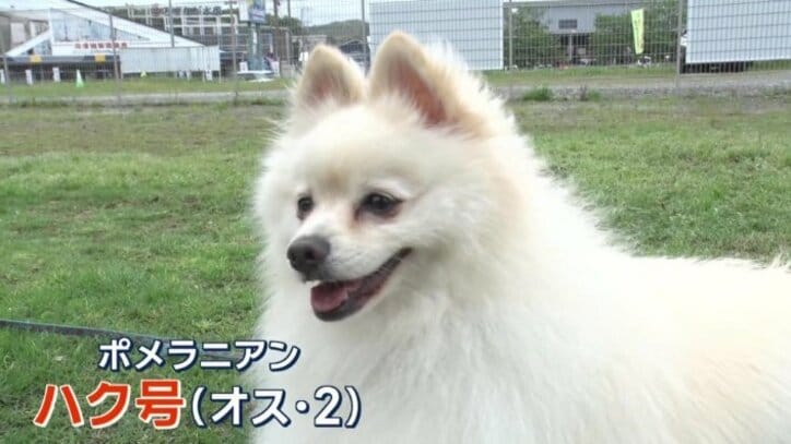 ハク君（オス・2）