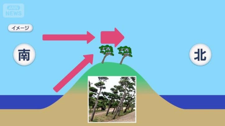 背の高い木は風を受ける面積が広いため、大きく傾く